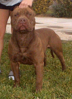 Chutt !!
